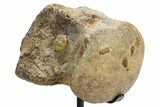 Fossil Mosasaur Vertebra w/ Metal Stand - Texas #316025-2